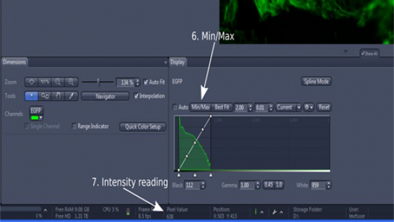 fluorescence intensity in zen lite software