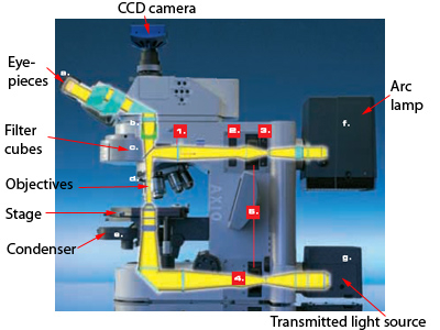 upright fluorescence scope