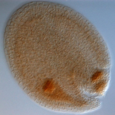 arabidopsis embryo